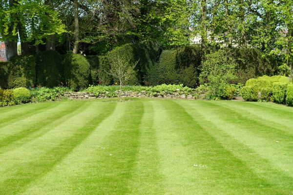 Grass Care Service in Vancouver