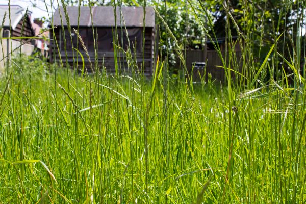 Overgrown Lawn Trimming in Vancouver