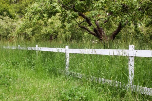 Cost of Fence Line Trimming in Vancouver